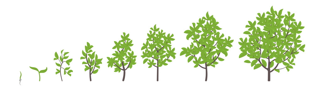 Tree growth stages. Vector illustration. Ripening period progression. Tree life cycle animation plant seedling phases. Flat vector color Illustration clipart. On white background.